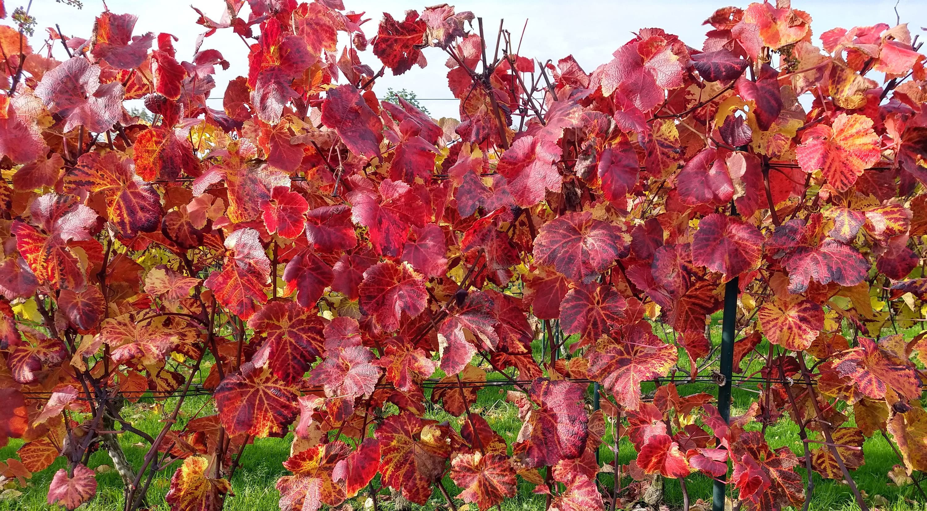 Afbeelding van rode wijn bladeren