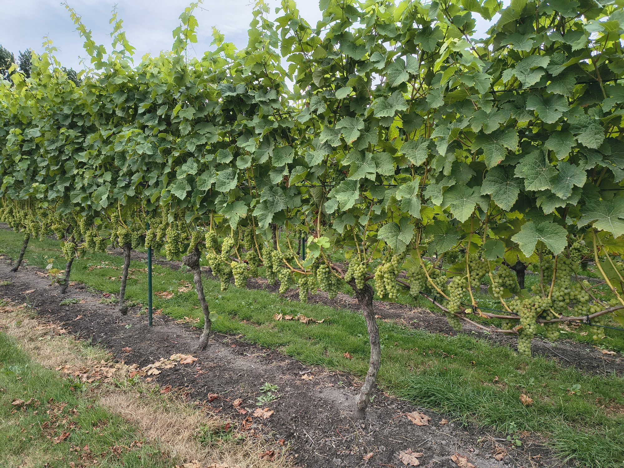 Rijen witte druiven in Wijngaard Noordland, augustus 2026