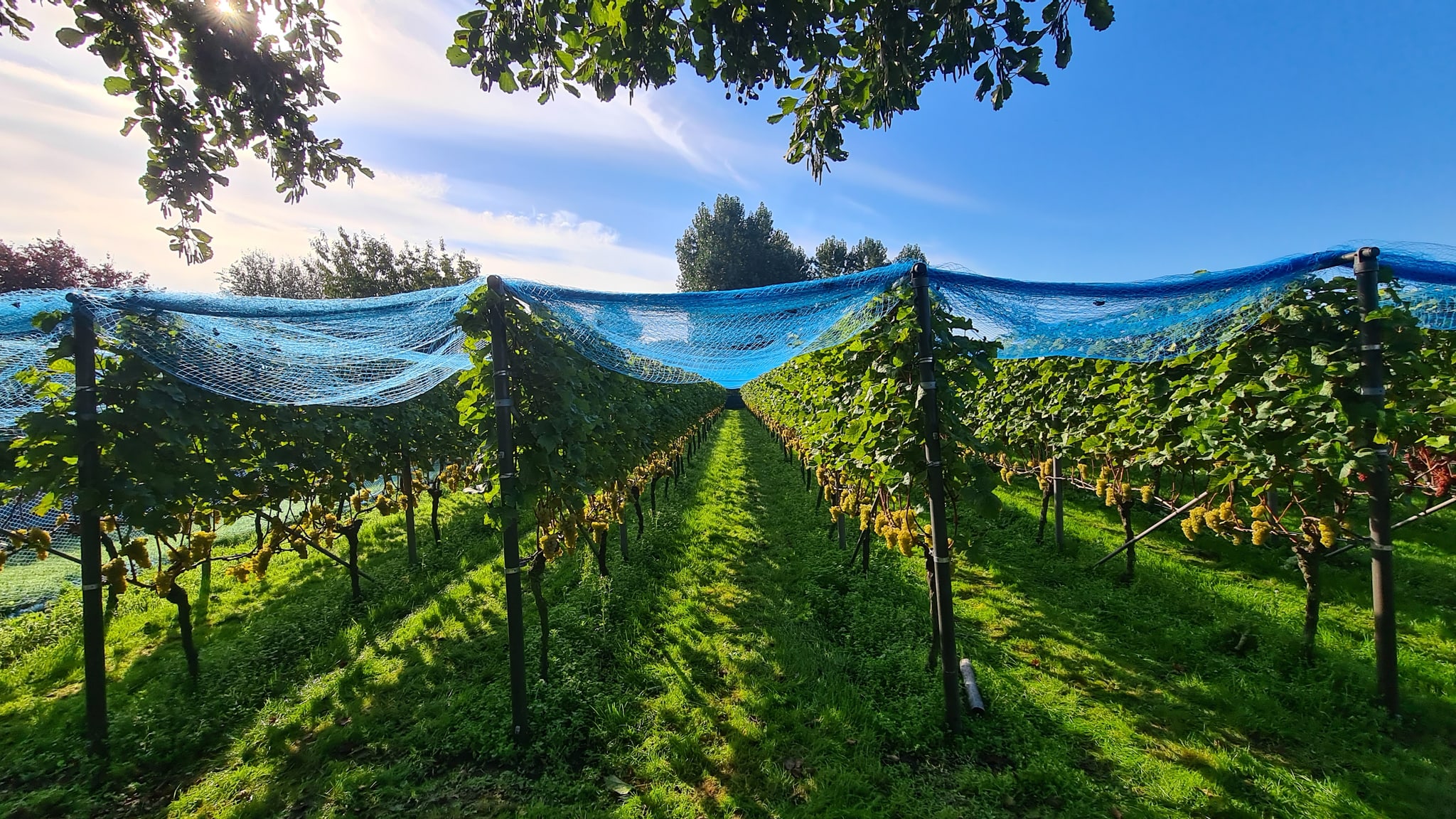 Rijen wijnstokken met rijpe druiven onder blauwe beschermnetten in Wijngaard Noordland